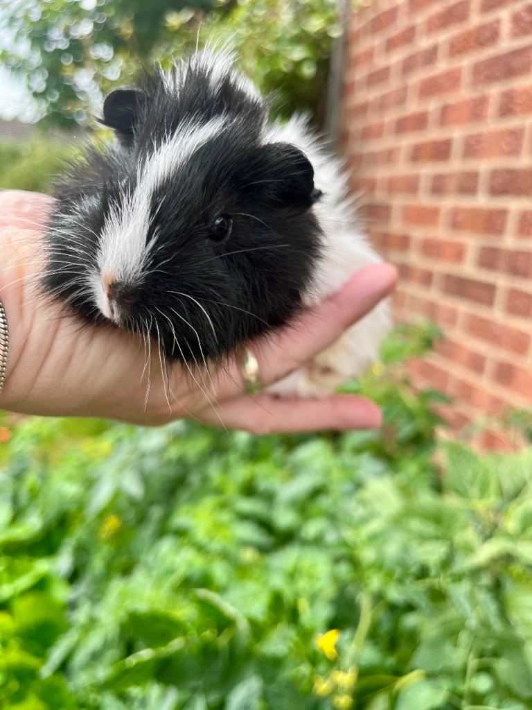 Guinea pig babies , some young adults 