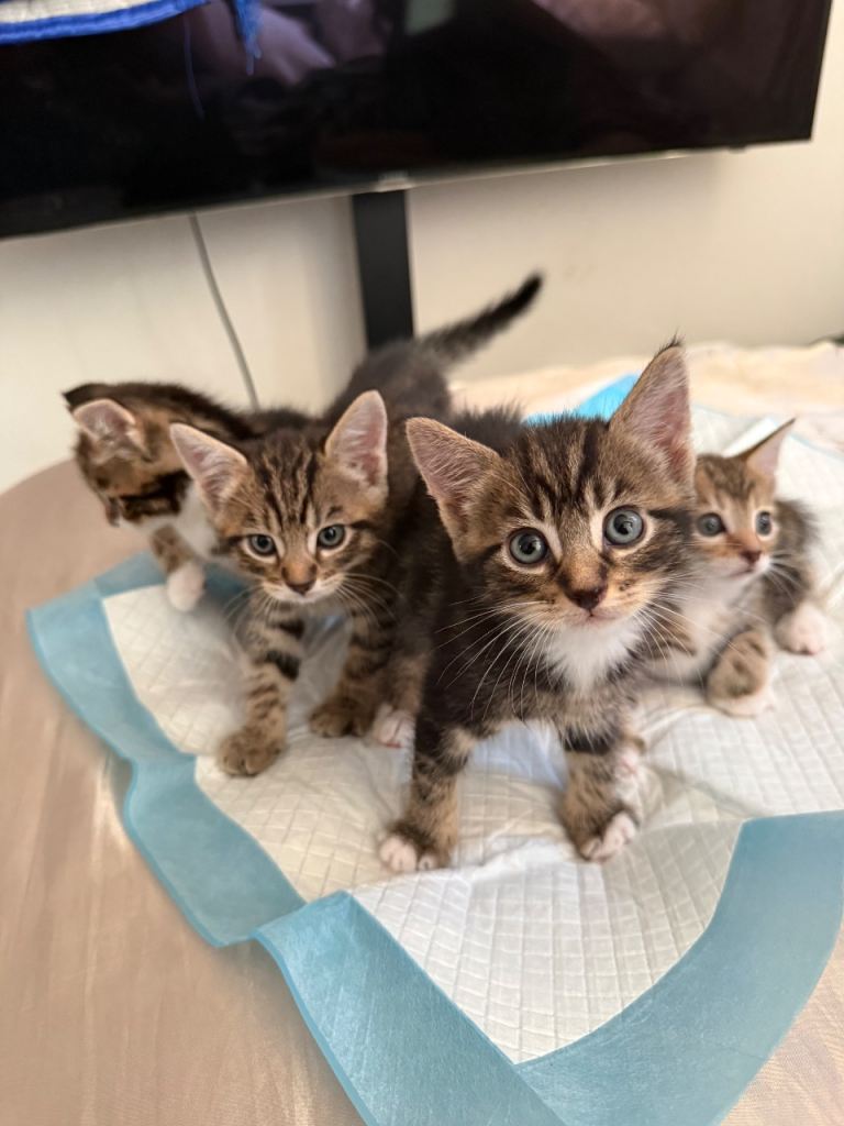 Kittens for Sale