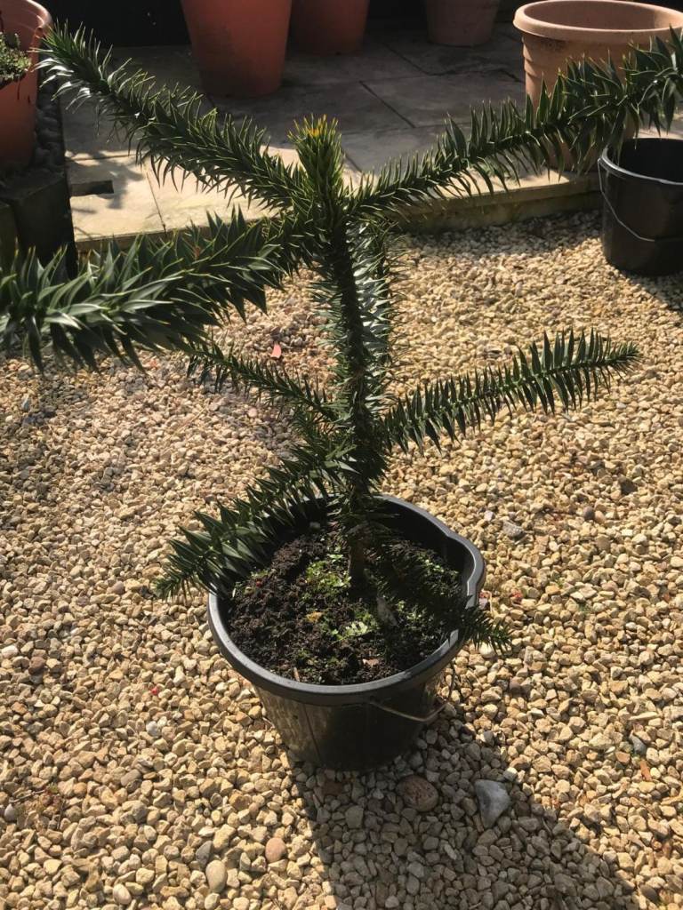 Monkey Puzzle Tree (Araucaria Araucana)