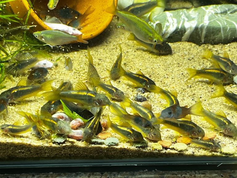 Tropical fish