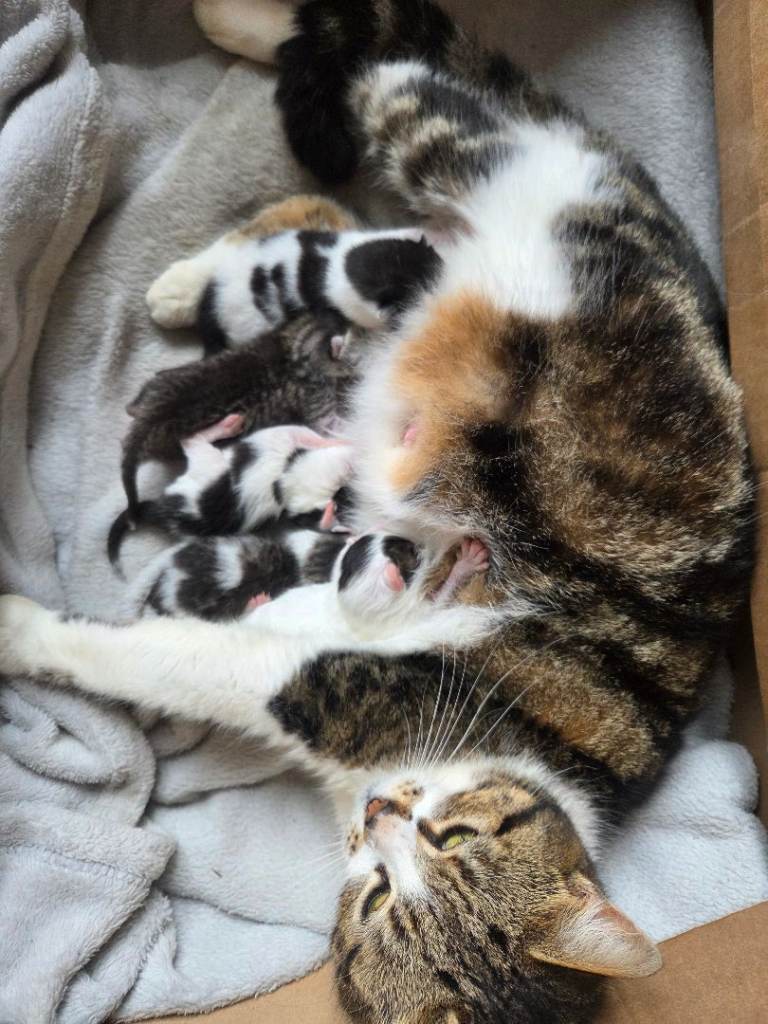 Stunning grey tabby and white kittens for reservwtion/sale