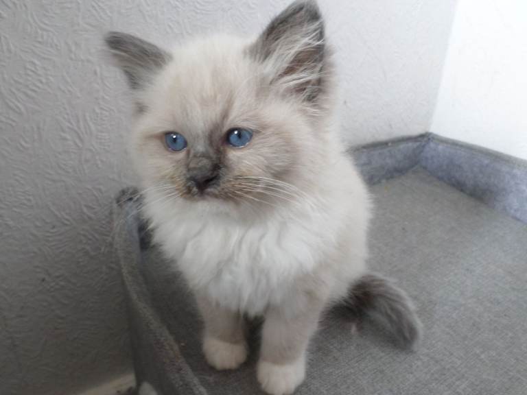  Purebred Ragdoll kittens