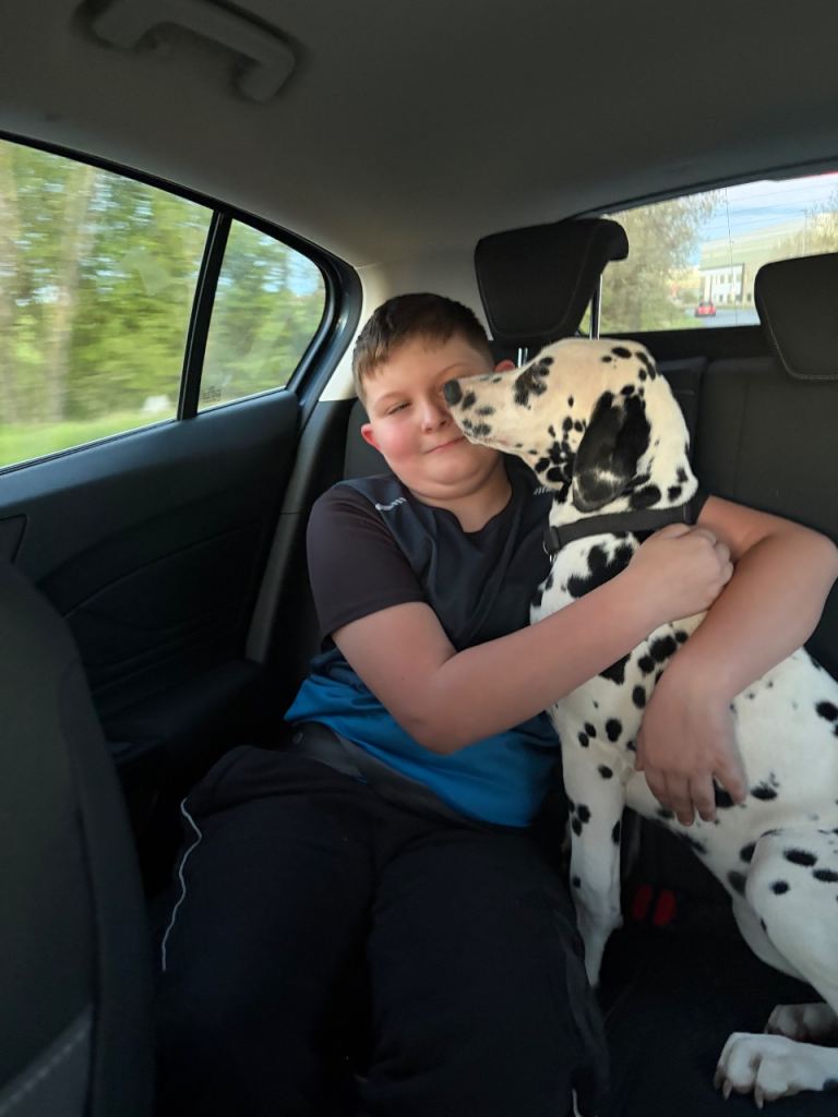 Beautiful Dalmatian girl 