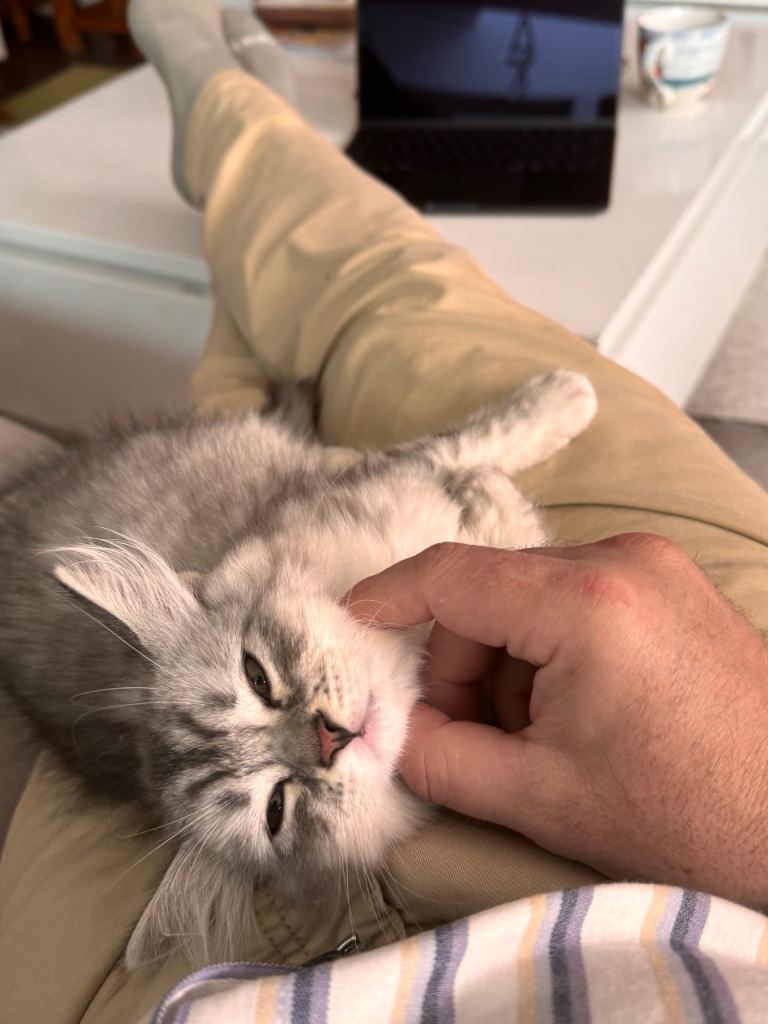 Last Boy Available | Rare Silver Smoke British x Persian