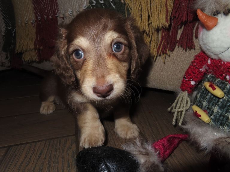 Chocolate and Cream Long-Haired Miniature Dachshund🤍   