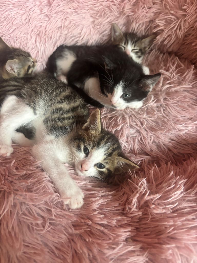 4 beautiful kittens looking for their forever homes
