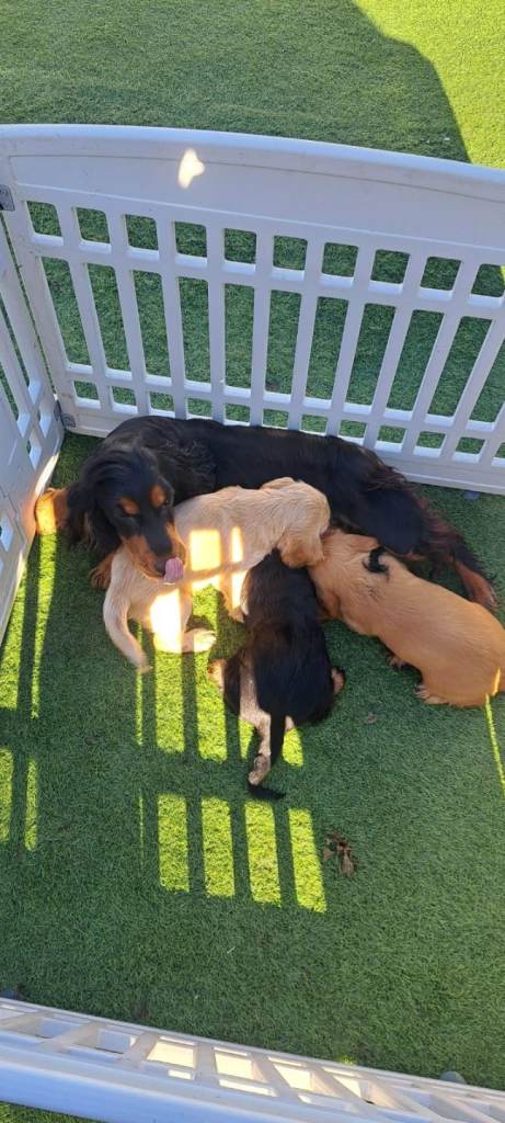 Cocker spaniel  puppies just one boy left 