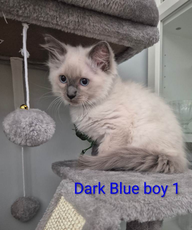 😻 Ragdoll kitten😻