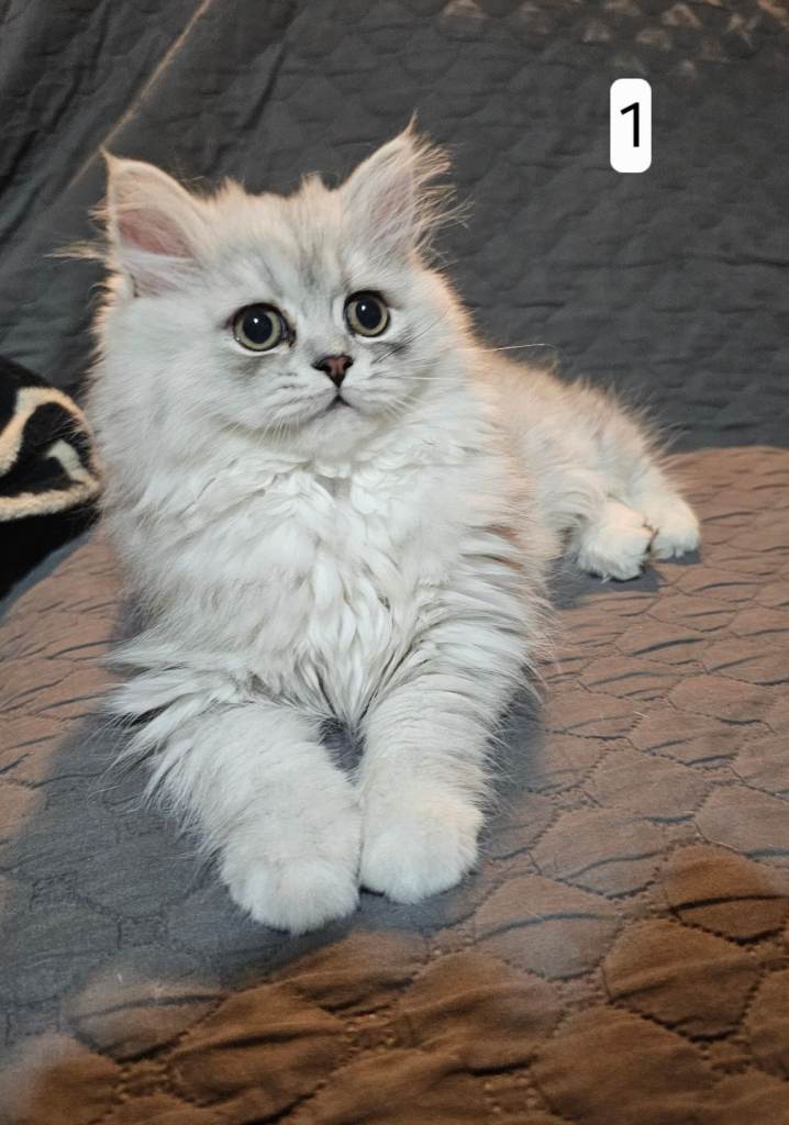 Doll face persian kittens 