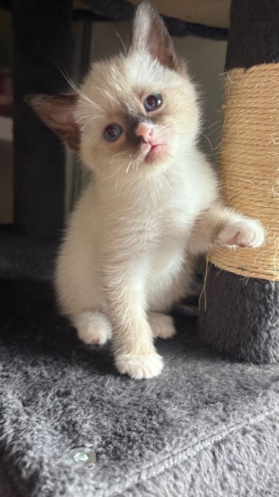 1 Seal Choc pointed kitten left