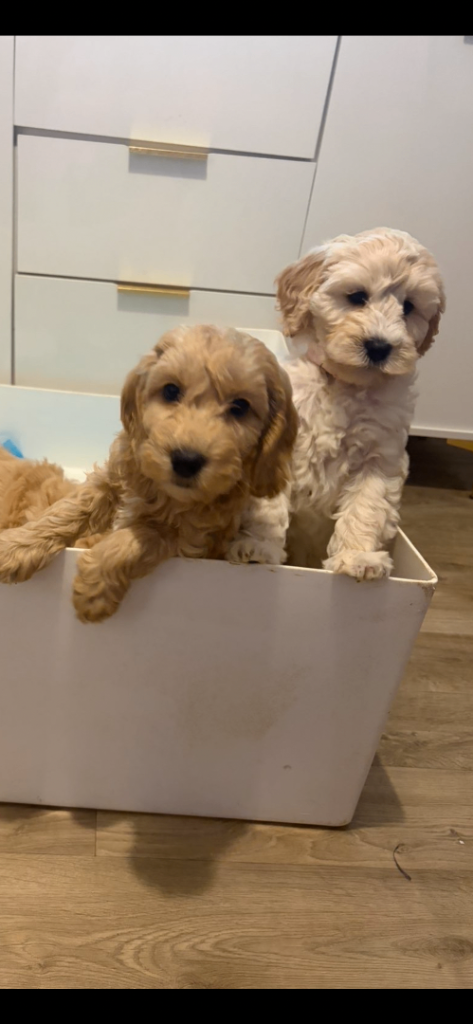 Cockapoos 1 male available 