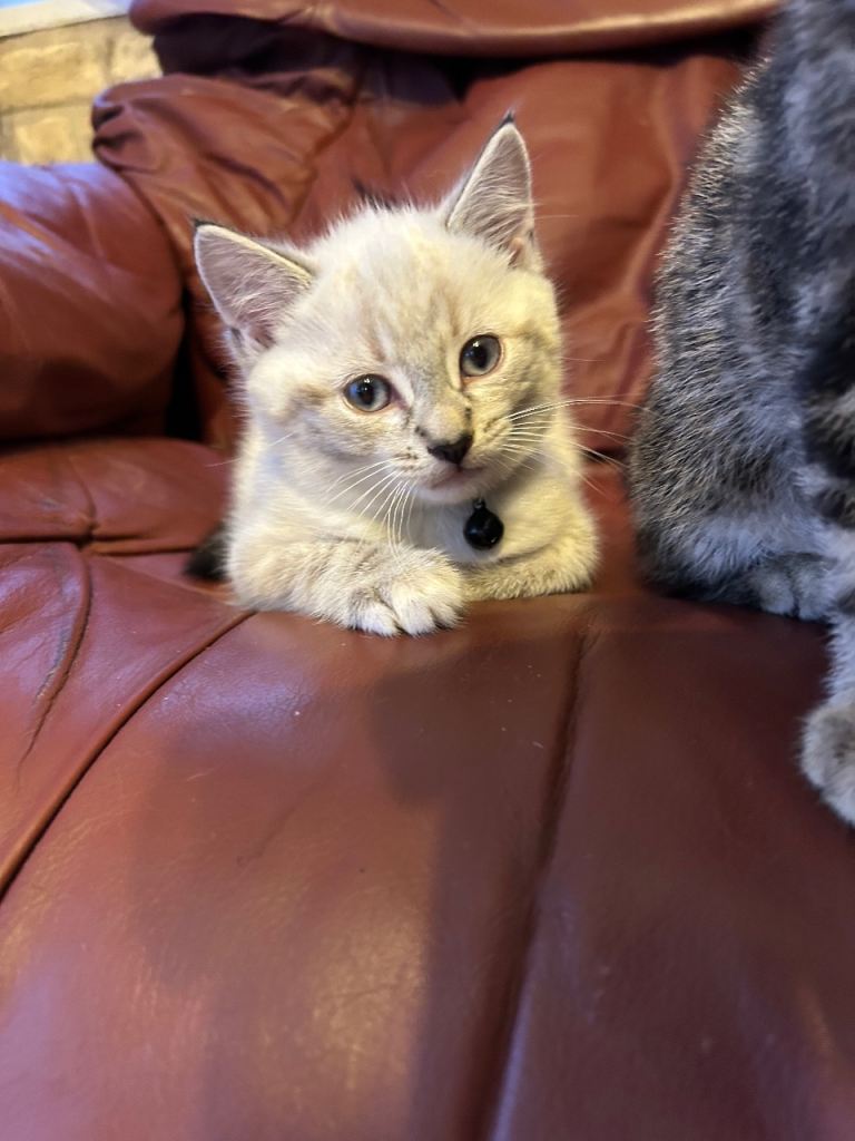 8 week old ragdoll cross kittens 