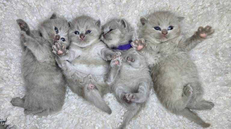 Stunning British Shorthair kittens 
