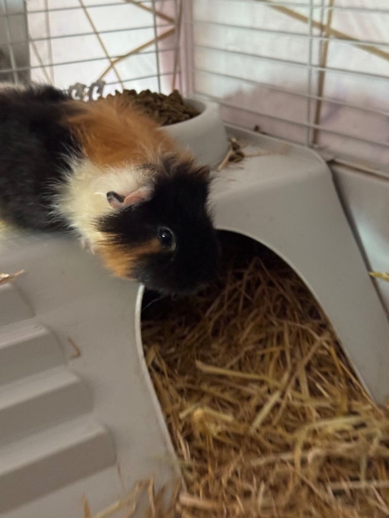 2 Male Guinea Pigs **Free**