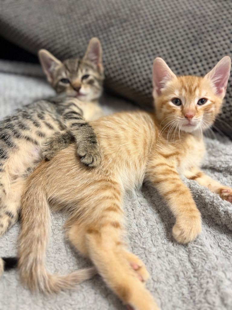 Kittens Looking for a lovely family 