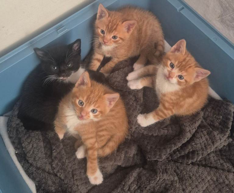 Kittens
