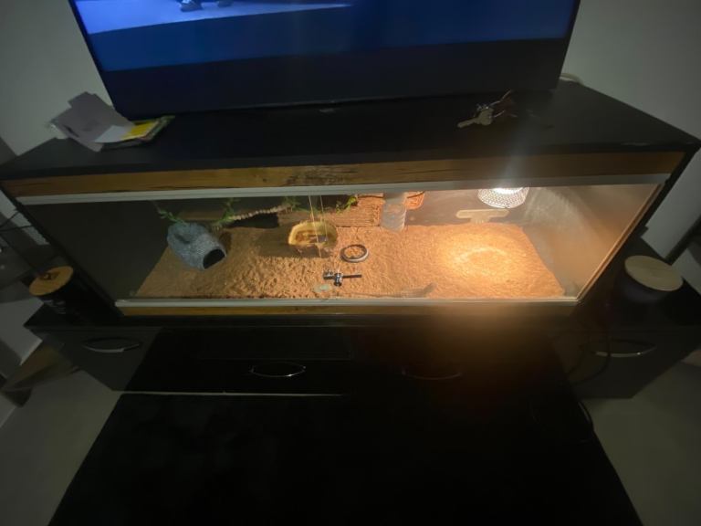 Baby bearded dragon