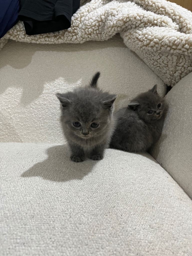 British Shorthair kittens-1 female 1 male