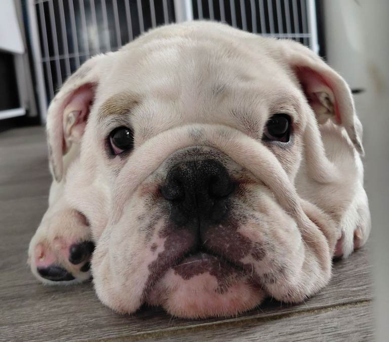 English Bulldog Puppy 
