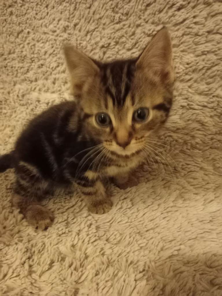 Tuxedo x tabby 