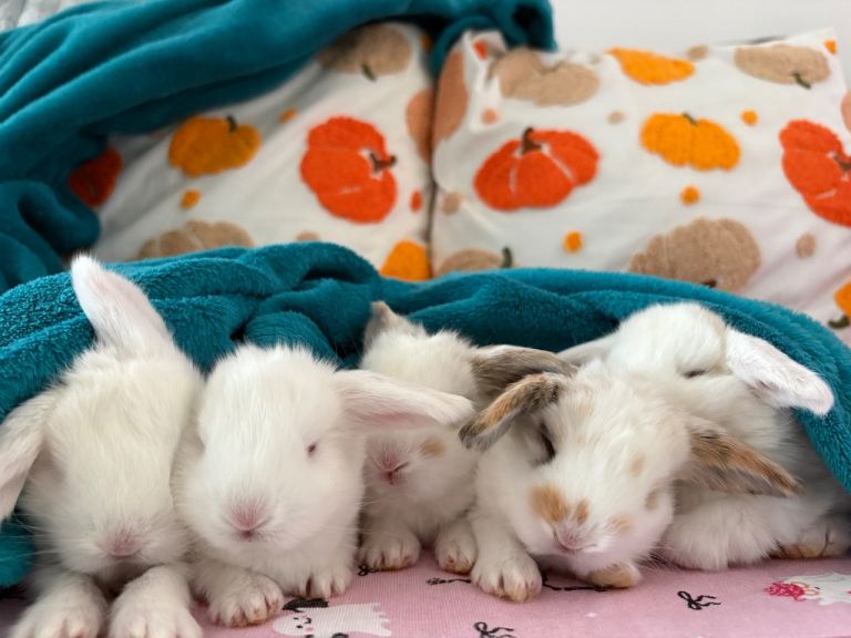 French lop babies 