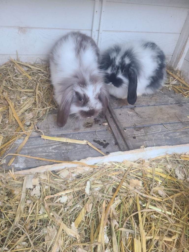 Baby lop rabbits ready now 