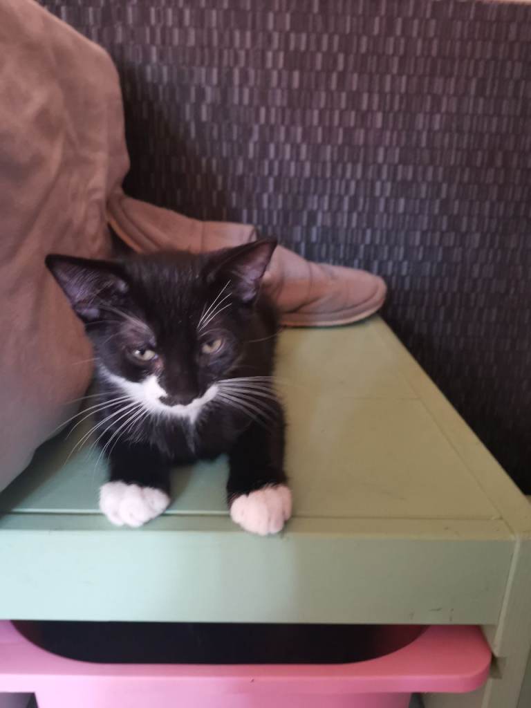 lovely male kitten