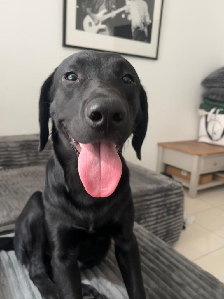 2 black Labradors -£500 for both