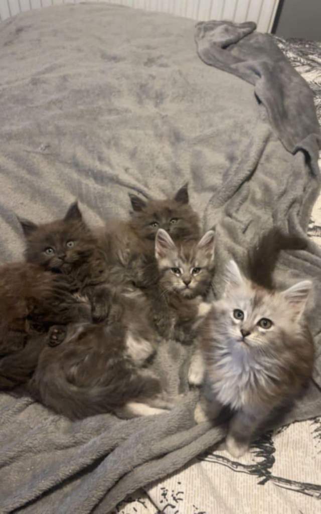 Maine coon Kittens