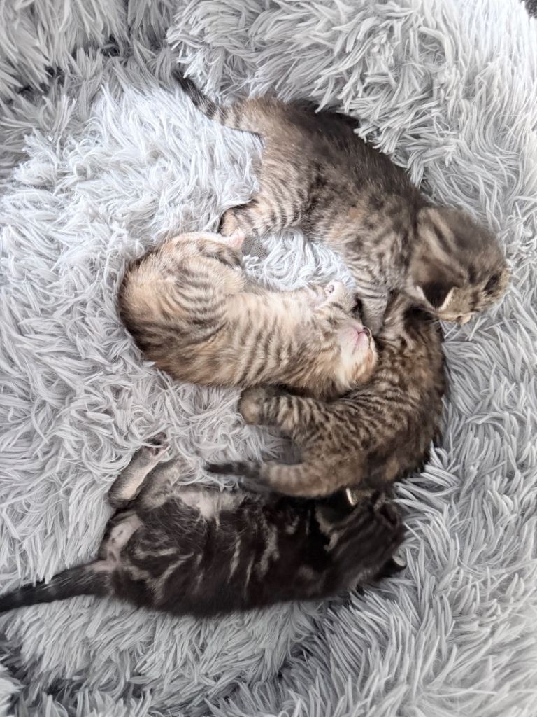 Mixed breed kittens for sale!!