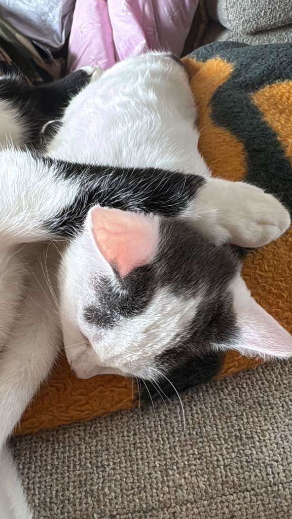 Lovely kittens for sale