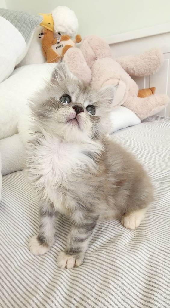 💥💥💥Beautiful Maine Coon kittens 💥💥💥