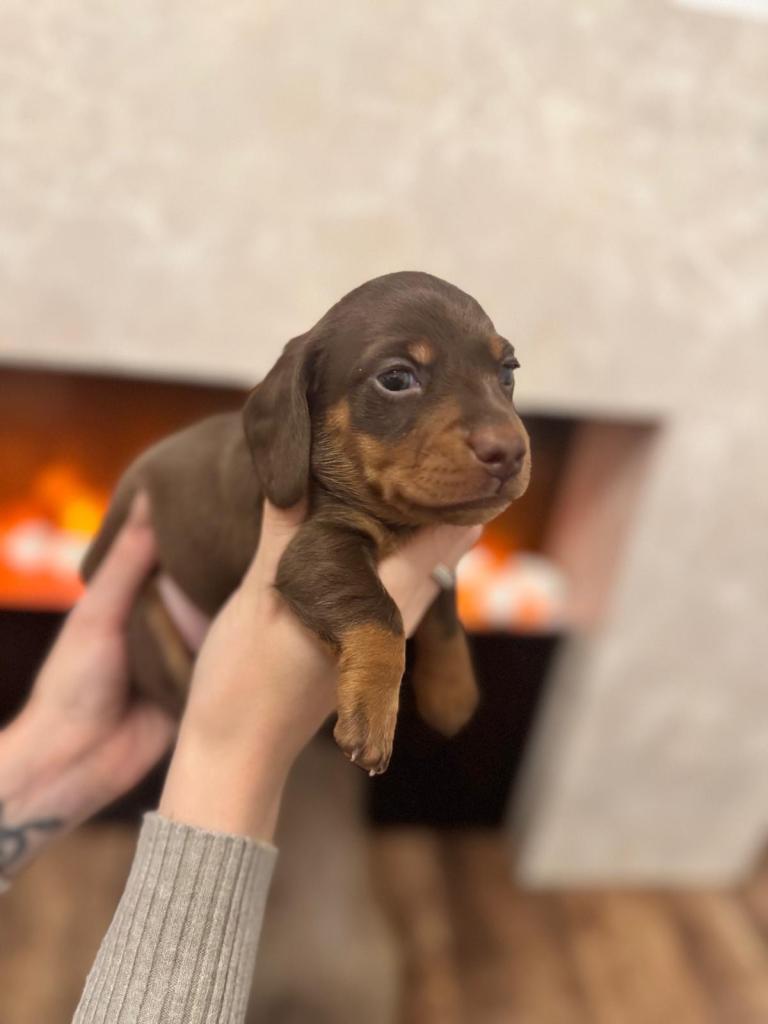 Miniature chocolate dachshund puppie boys
