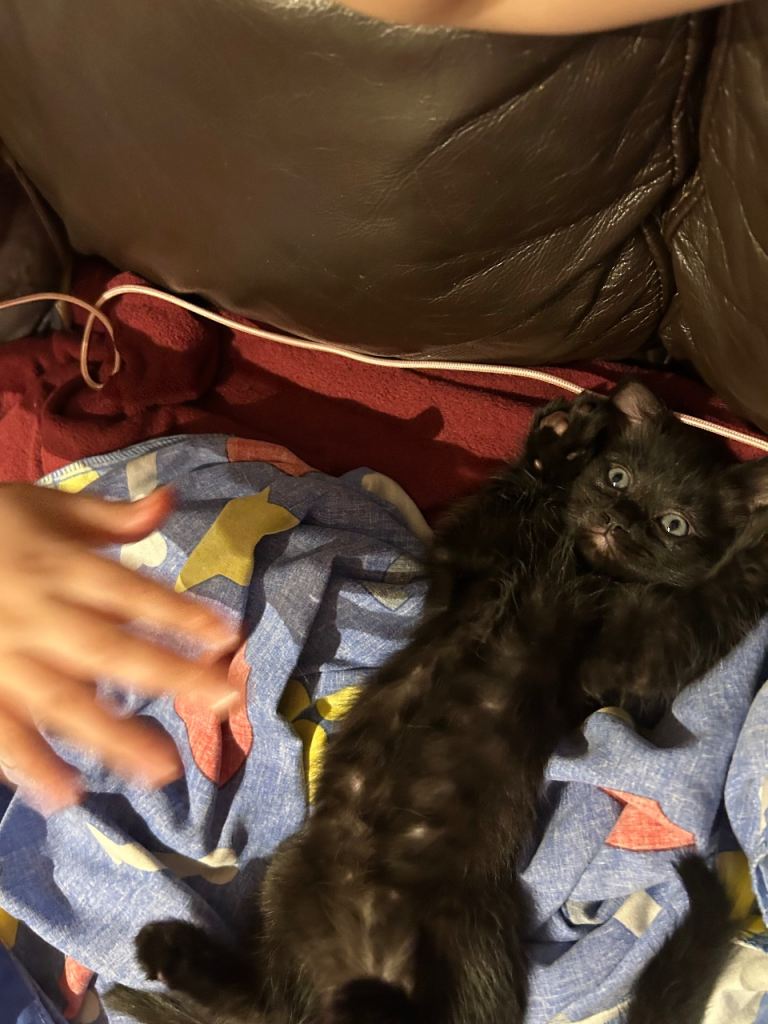 Kittens for sale 2 boys 