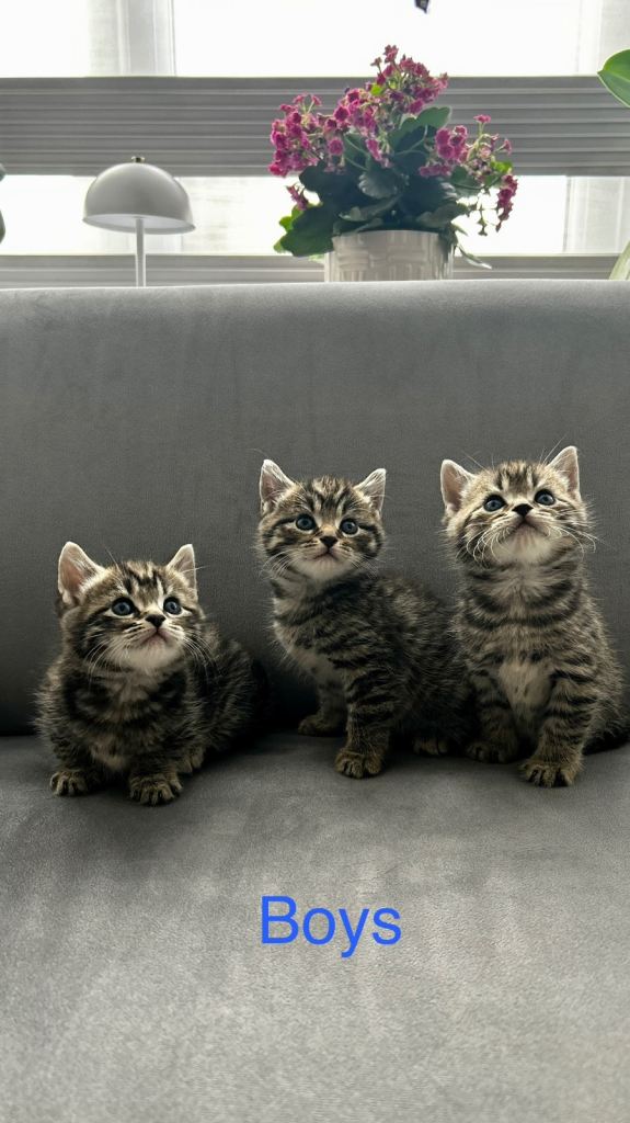 Lovely Tabby Kittens 🩷💙