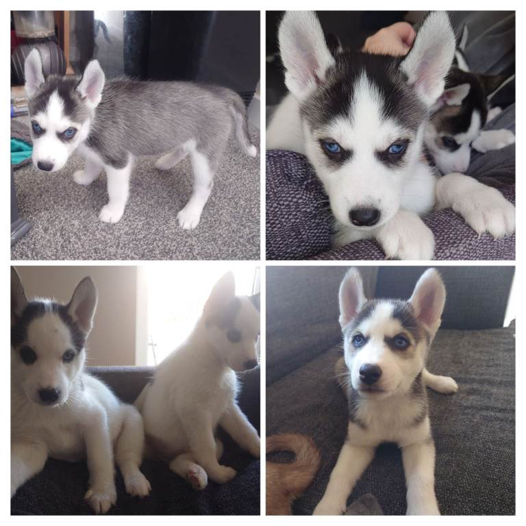 Siberian Huskies for sale