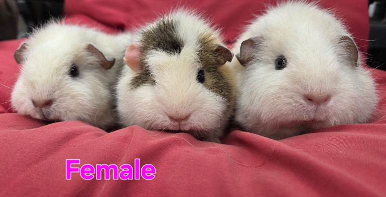 Fluffy sweet Guineapigs females 