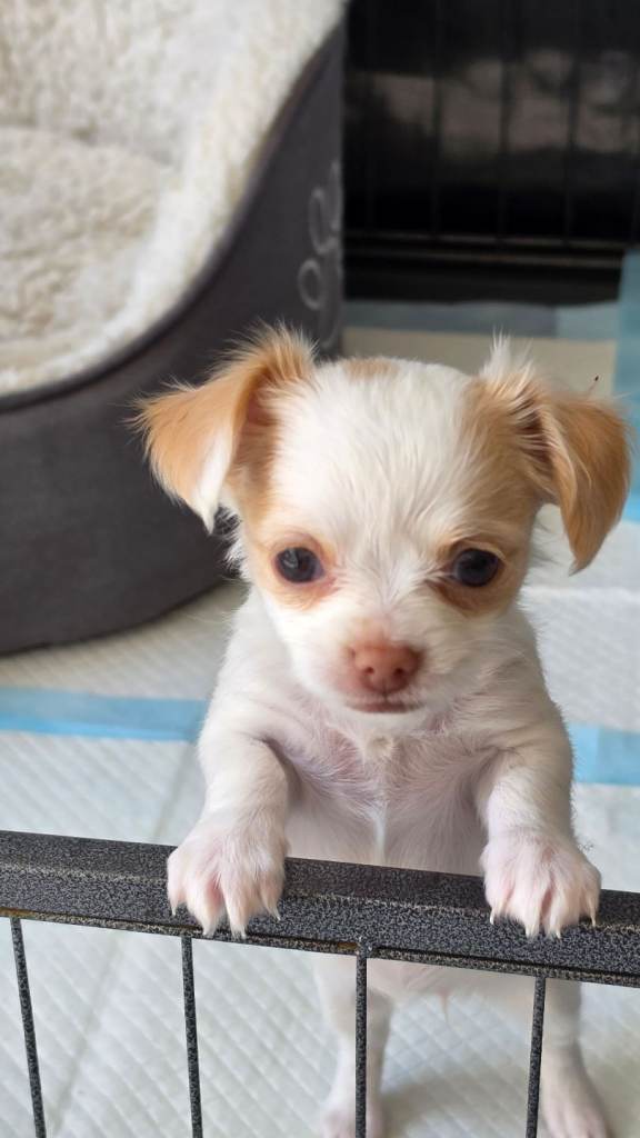 Teacup chihuahuas 