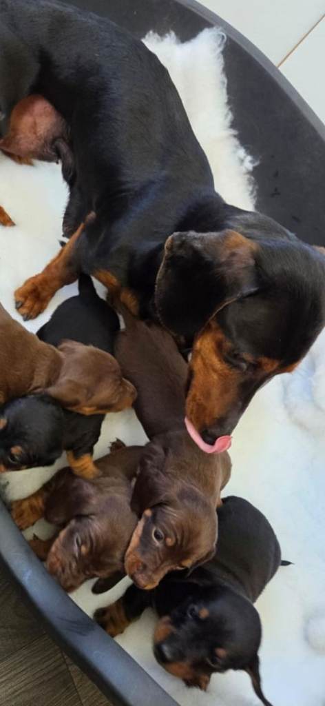 Daschund puppies