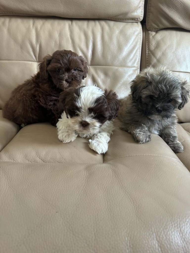 3 beautiful pups for sale