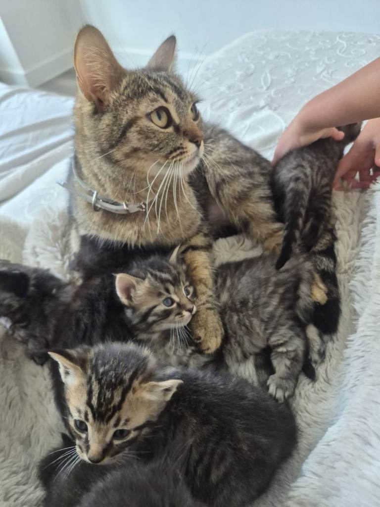 2 Beautiful Tabby Male Kittens – Looking for Their Forever Homes