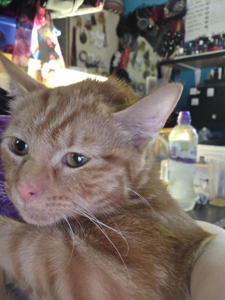 Male cat for sale