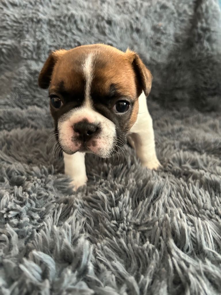 Stunning standard red fawn & pied French bulldog pups 
