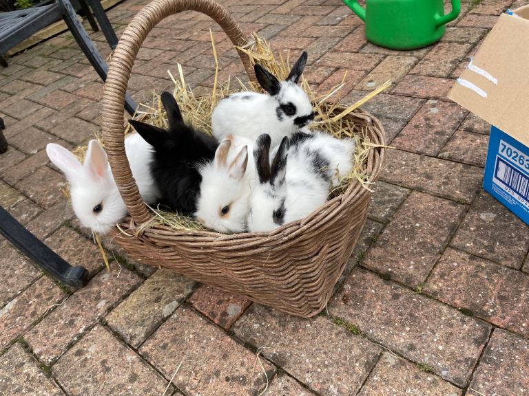 5 Baby Rabbits. 