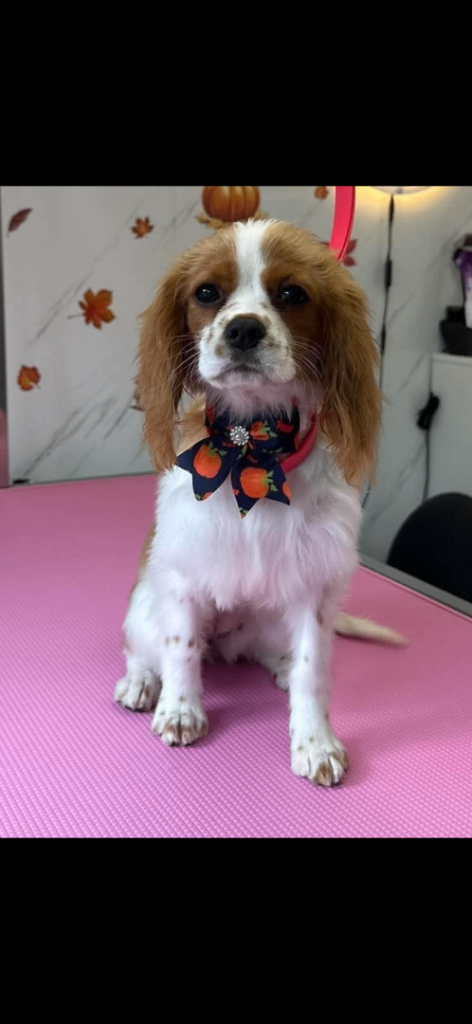 Cavalier kings charles female 