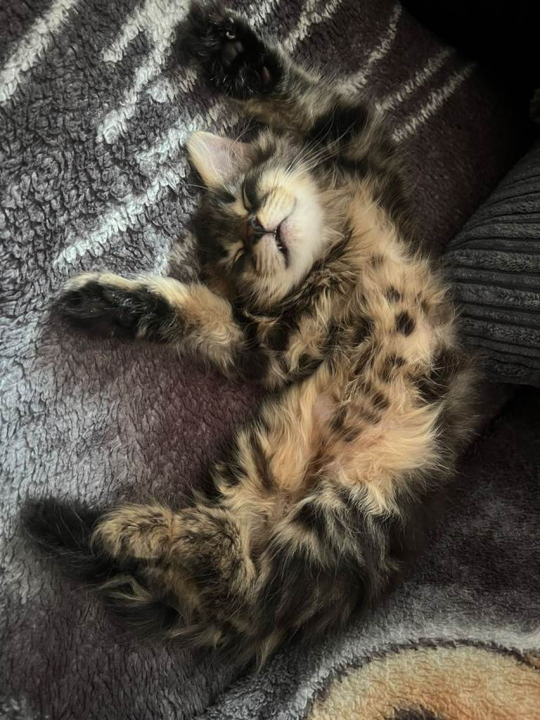 Kittens for sale