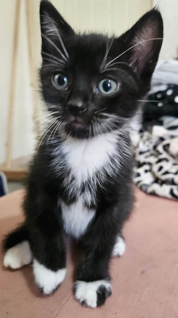 3 beautiful kittens