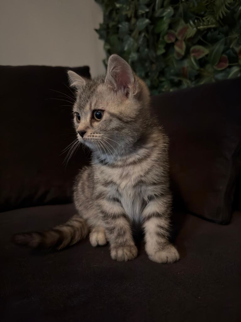 Cute British Shorthair X Bengal kitten 