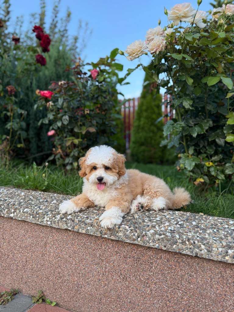 Miniature Poodle – Cream & White Bicolor – 6.5 Months Old – Rare, Premium Quality