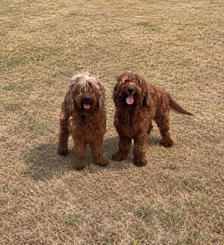 Beautiful 6 year old Irish doodle sisters